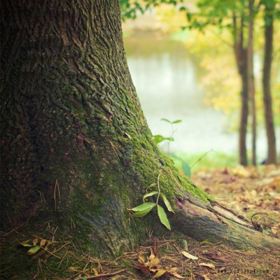 【萬水化工商城】TPU塑膠跑道專用紫外線吸收劑1220 防老劑  免費拿樣 防老化劑防黃劑 性價比高型 馬蹄蓮