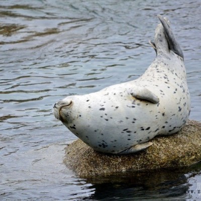 供應(yīng)蘇州匯蚨工業(yè)顏料有限公司超細(xì)顏料鋁銀漿，珠光粉，銅金粉，消光粉等