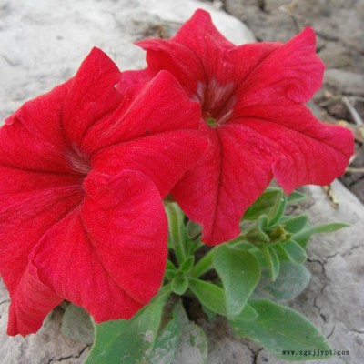 藍(lán)翔園藝 Pet06   供應(yīng)花壇種子鮮紅**矮牽牛F1.種子、種苗、花卉