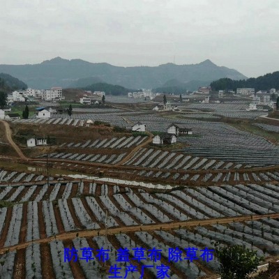 浙江防草布批發(fā),果園除草布_蓋草布_抑制雜草生長地布,透氣_透水_防蟲害