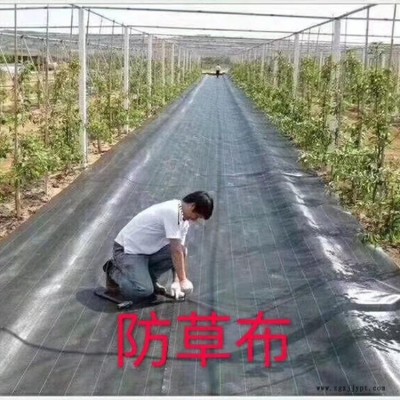 生產(chǎn)加工抑草地布、抗曬大棚防草布、農(nóng)用防草布、打孔防草布