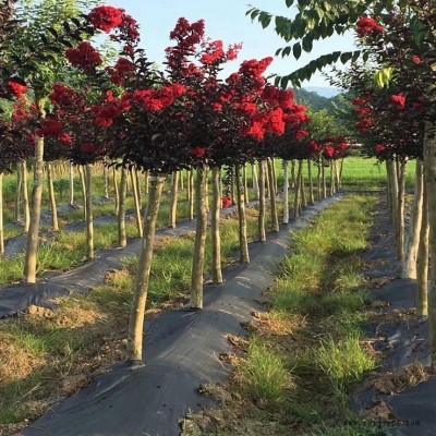 1.5米寬防草布價(jià)格 山東編織防草布廠家批發(fā) 除草布 防草地布