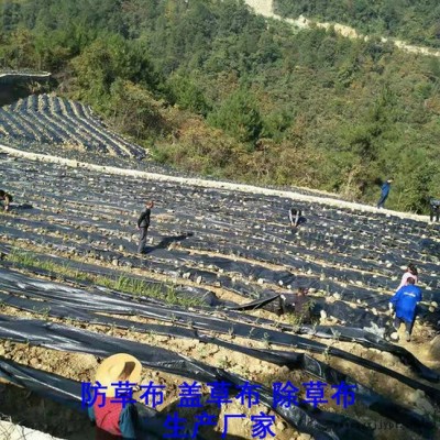 海南PE防草布,果園除草布_蓋草布_抑制雜草生長地布,透氣_透水_防蟲害