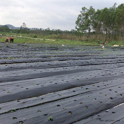 臺州打孔防草布 育苗防草布 防草布 pe材質(zhì) 抗曬 效果好