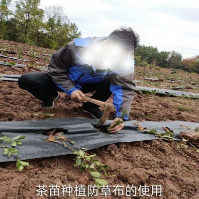 遼寧防草布廠家,果園除草布_蓋草布_抑制雜草生長地布,透氣_透水_防蟲害
