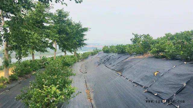 82023923.jpeg 5f922cd3cde364febfdb2d3f642f6f72.jpeg