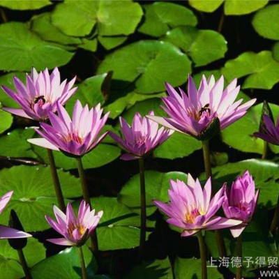 **BASF汽巴熒光增白劑OB、OB-1，用于塑料和涂料，低