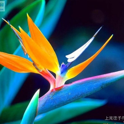 低價**紫外線吸收劑UV-531，電：18964947366