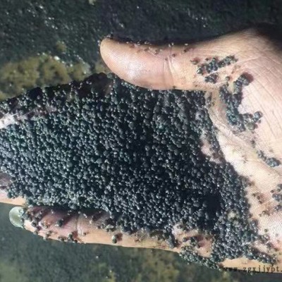 厭氧顆粒污泥廠家-寧波貴宏l質(zhì)量好-溫州厭氧顆粒污泥